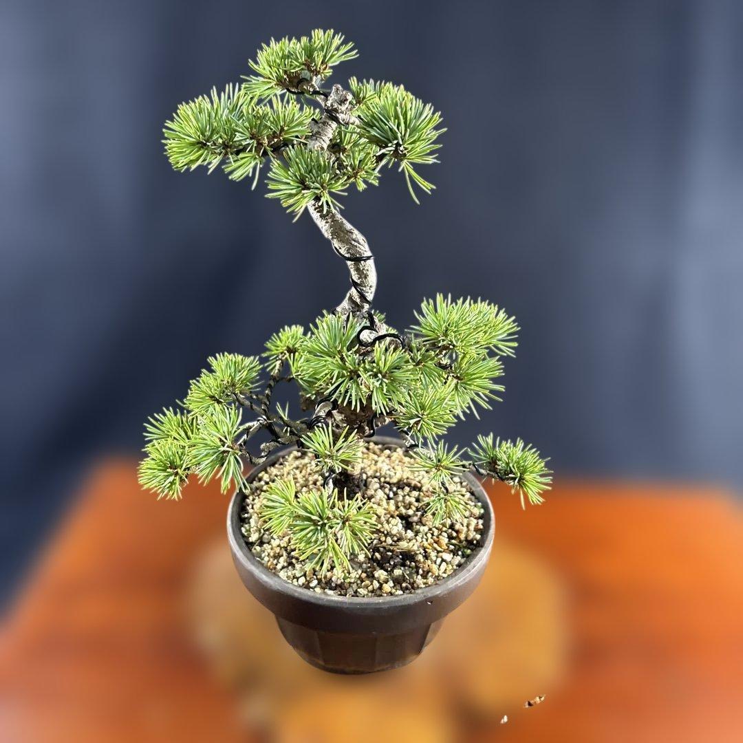 模様木 目立った傷や汚れなし