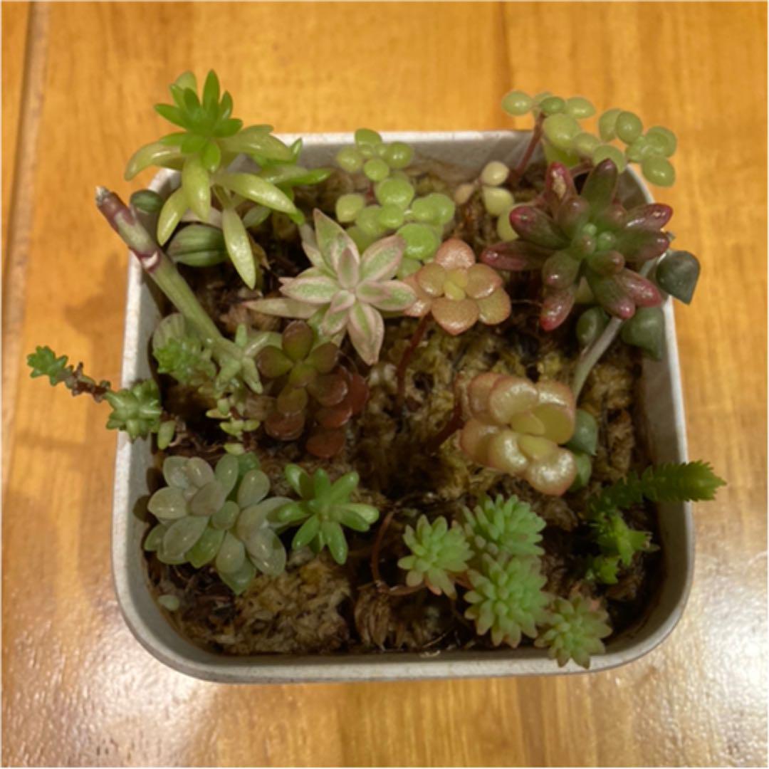 緊急事態宣言 多肉植物寄せ植え3個セット ハオルチア スターサファイア 白兎耳 メルカリ 緊急事態宣言 多肉植物寄せ植え3個セット ハオルチア スターサファイア 白兎耳 メルカリ