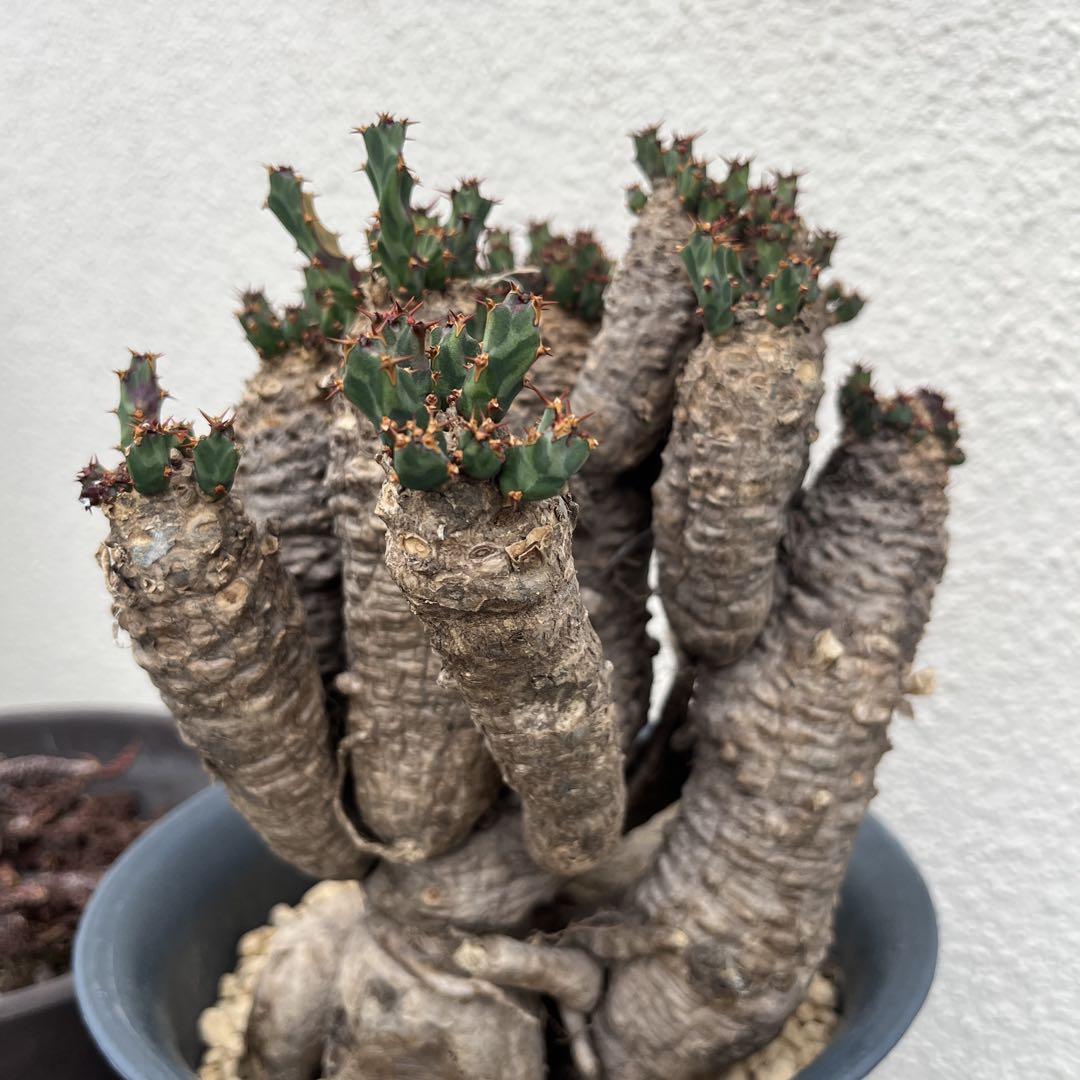 多肉植物 高級種 マクライジング錦 カット - メルカリ