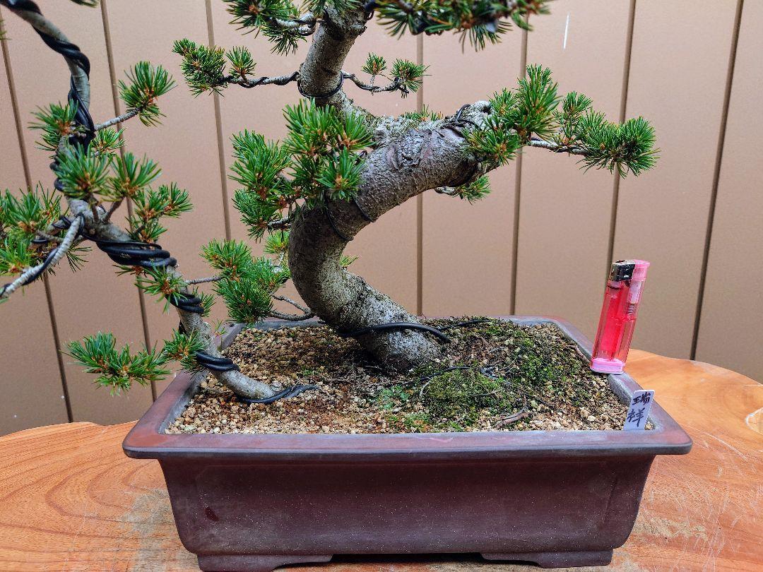 ホットプレート セール 盆栽 瑞祥 五葉松 樹高53cm 盆栽 盆栽