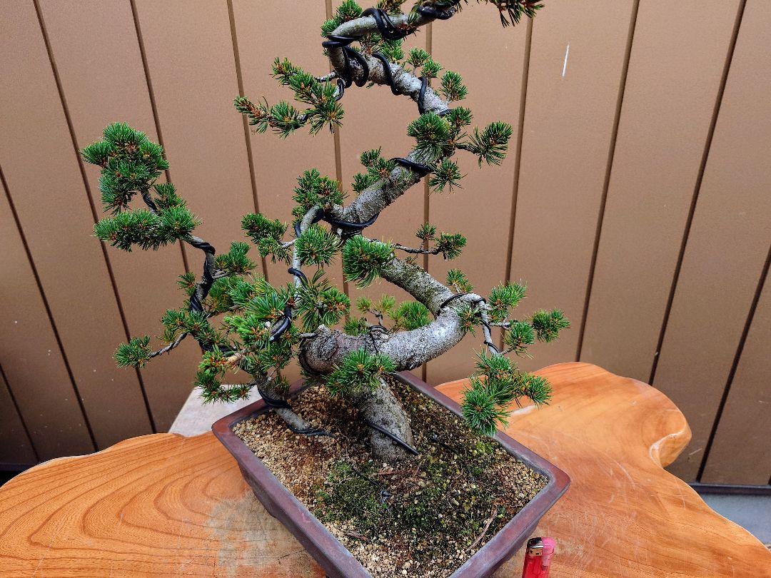 盆栽 瑞祥 五葉松 樹高53cm 盆栽