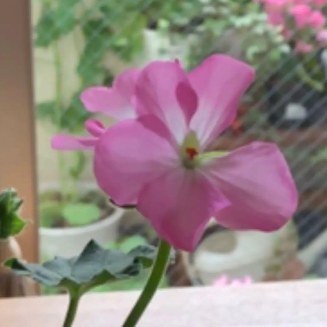 年末のプロモーション特価 ゼラニウム ゼラリンゴ 植物 薄いピンク 植物 観葉植物