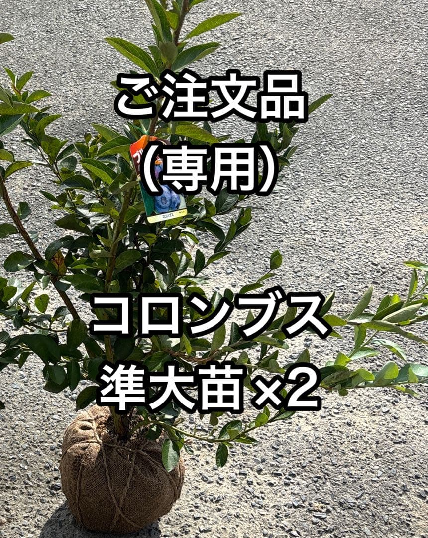 ご注文品　コロンブス準大苗×2