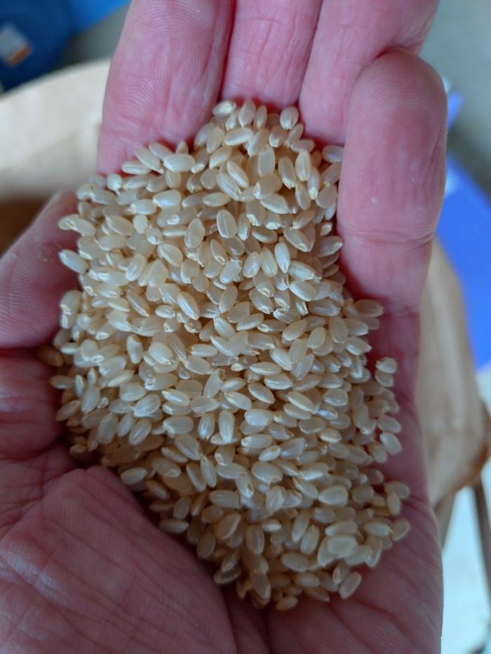 令和6年産　新米　会津産　コシヒカリ　10kg　玄米　白米　お米