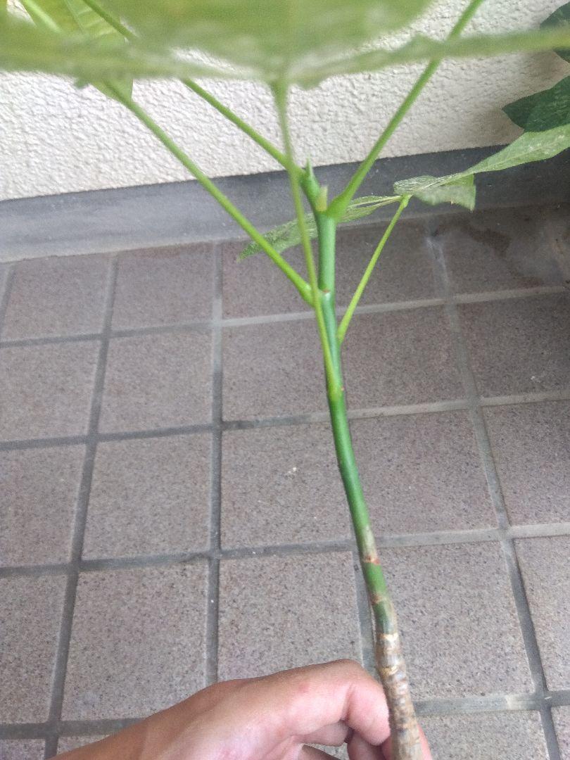 パキラ　ミルキーウェイ　実生　斑入り　3号鉢つき　極上❗