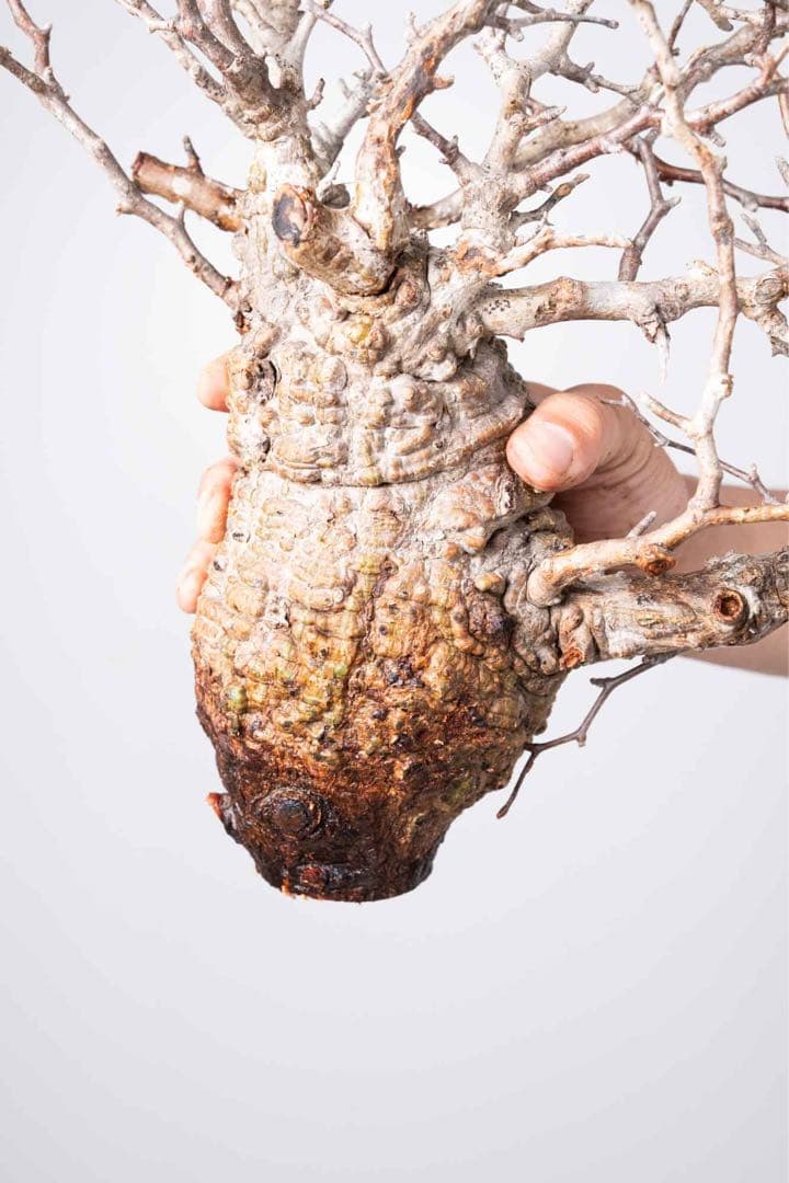 IP87 オペルクリカリア パキプス コーデックス ベアルート株やや傷や汚れあり YUZUMIYA_COM