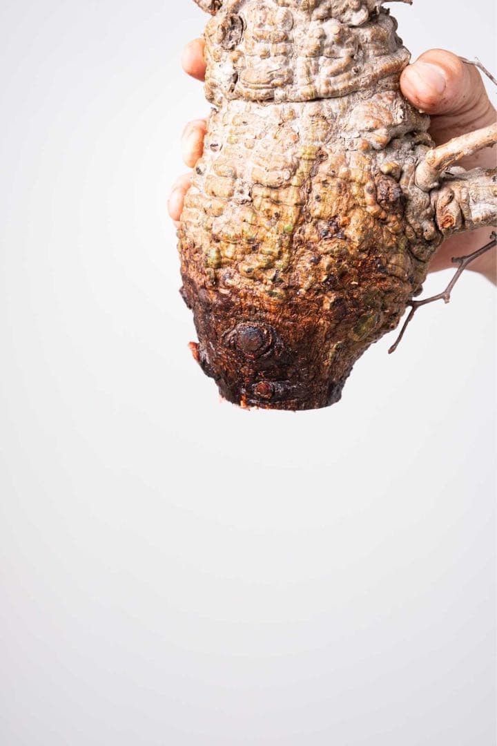 パキプス コーデックス