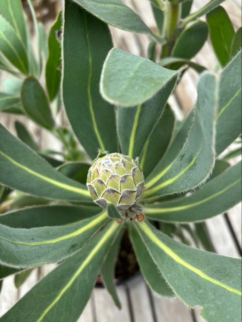 プロテア スサラ