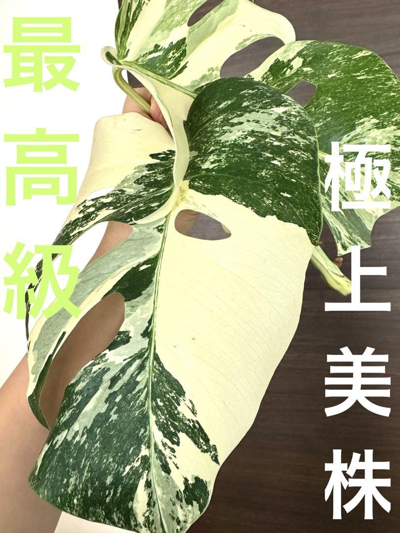 【発根済み】最高級　厳選美株　大葉4葉付き　斑入りモンステラ　ホワイトタイガー 極上大葉30センチ以上！4葉付き 最上級斑入り ホワイトタイガー