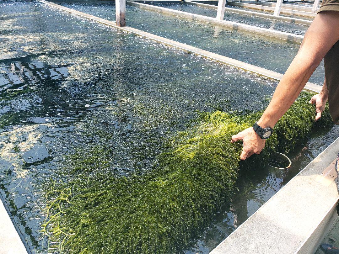 朝摘み直送 海ぶどう たっぷり2000g RCFG4-m70189057039 沖縄県産 茎無し 超歓迎在庫