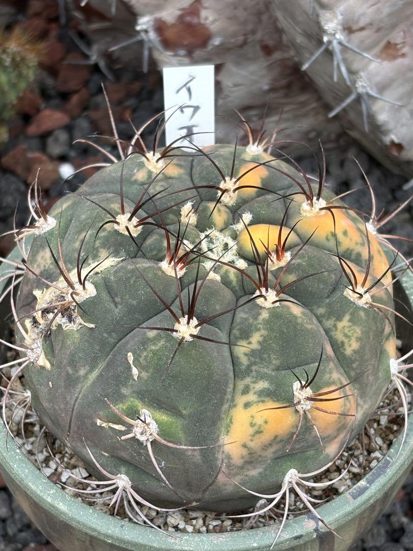 斑入り　巌　サボテン