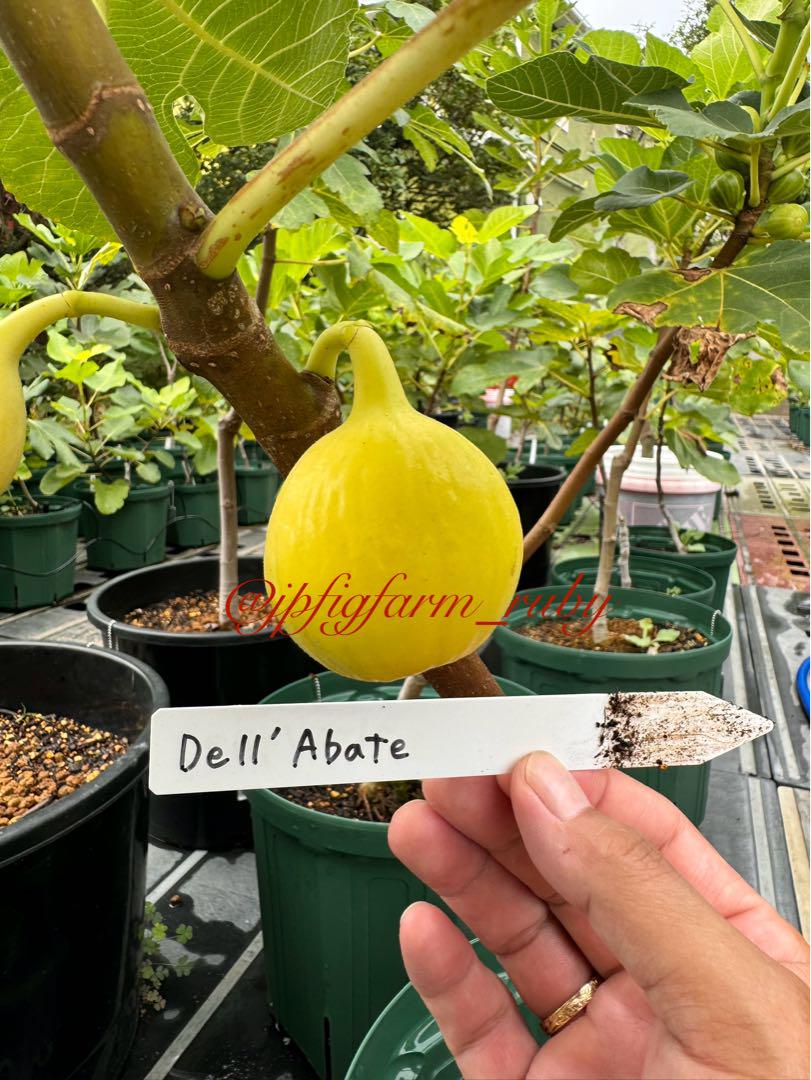 超超超希少超超超美味品種Dell'Abate穂木