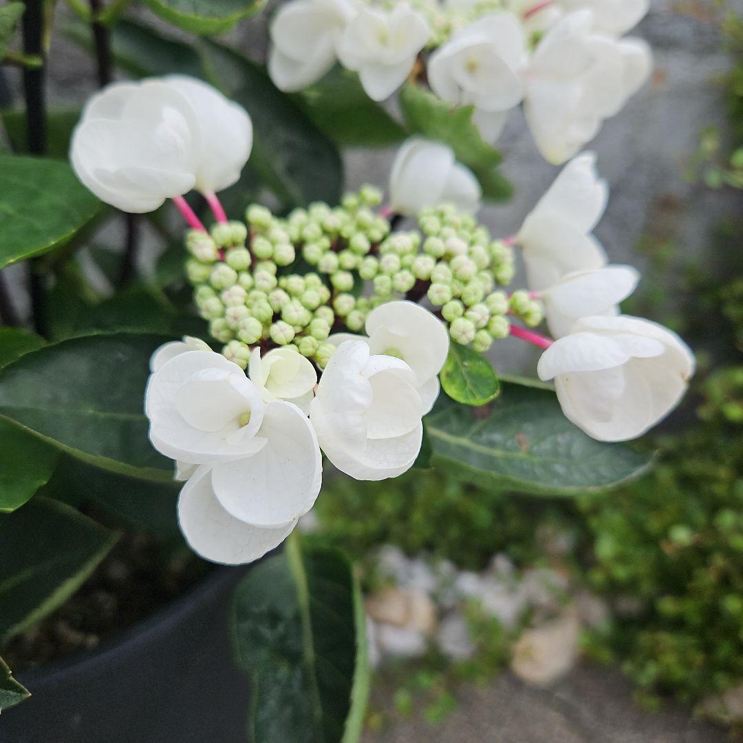 アジサイ：チョコシックホワイト7号鉢植え の通販 | 園芸ネット