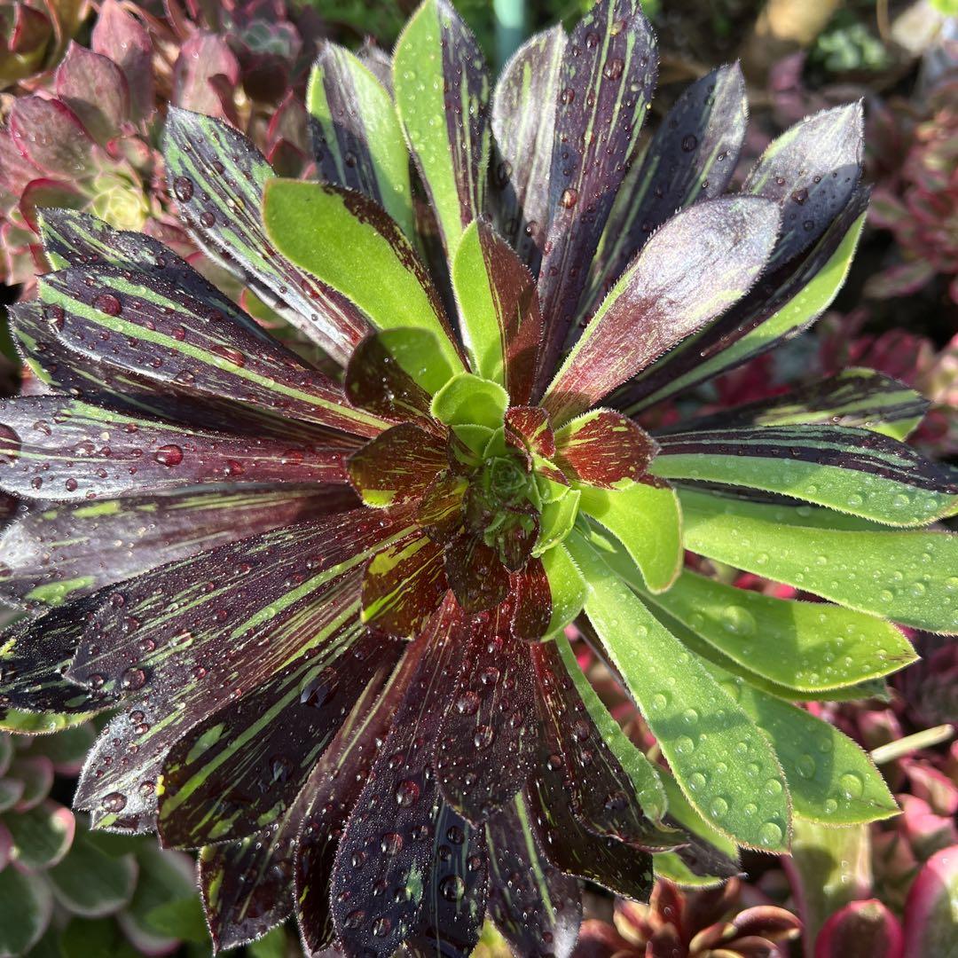 多肉植物。 　アエオニウムビッグバン抜き苗10頭 多肉植物。 アエオニウムビッグバン抜き苗6頭