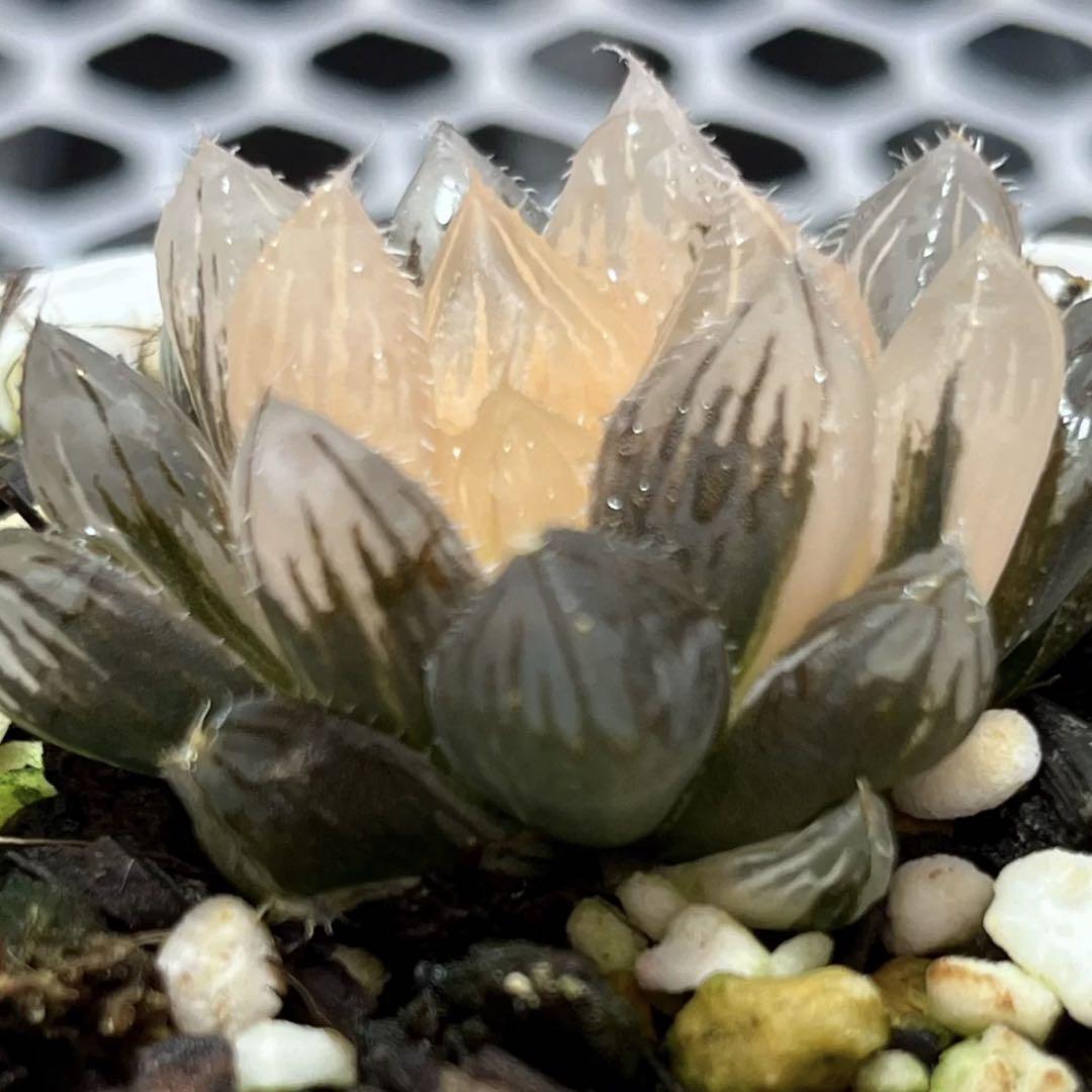 多肉植物 ハオルチア 月光オブツーサ錦 鮮明錦 新品種 初出品