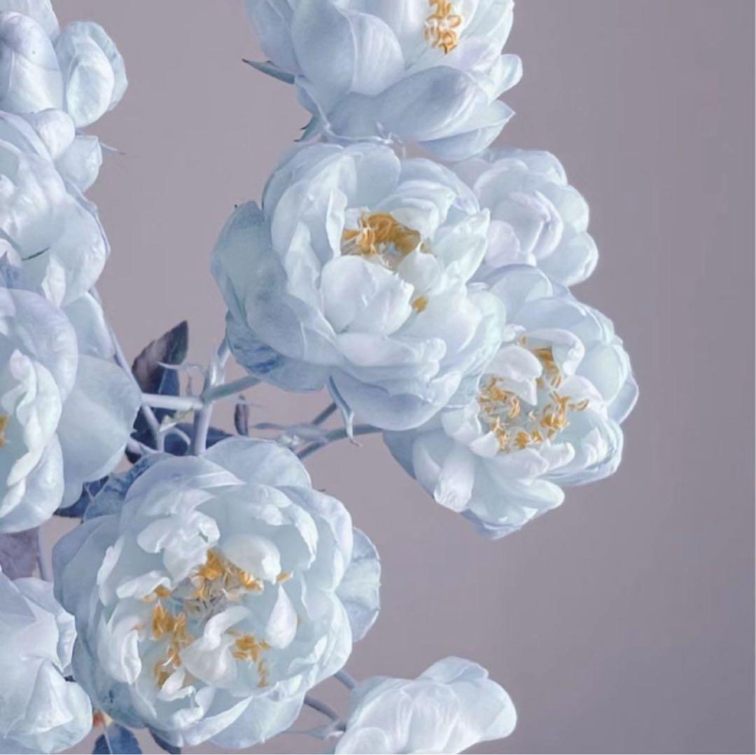 あめ様専用2025今季①