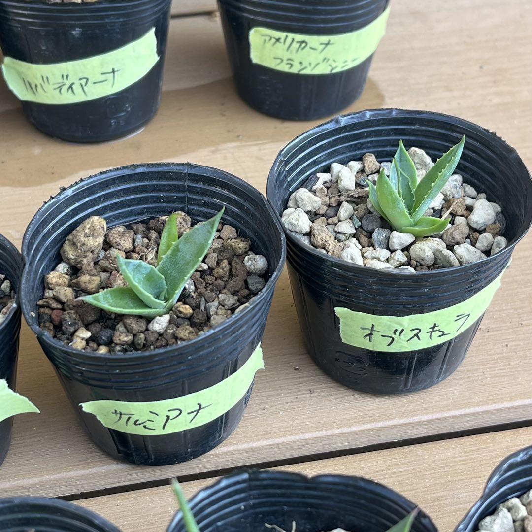 速達！ 専用 アガベ 実生 32種セット お買い得！ 多肉 観葉植物
