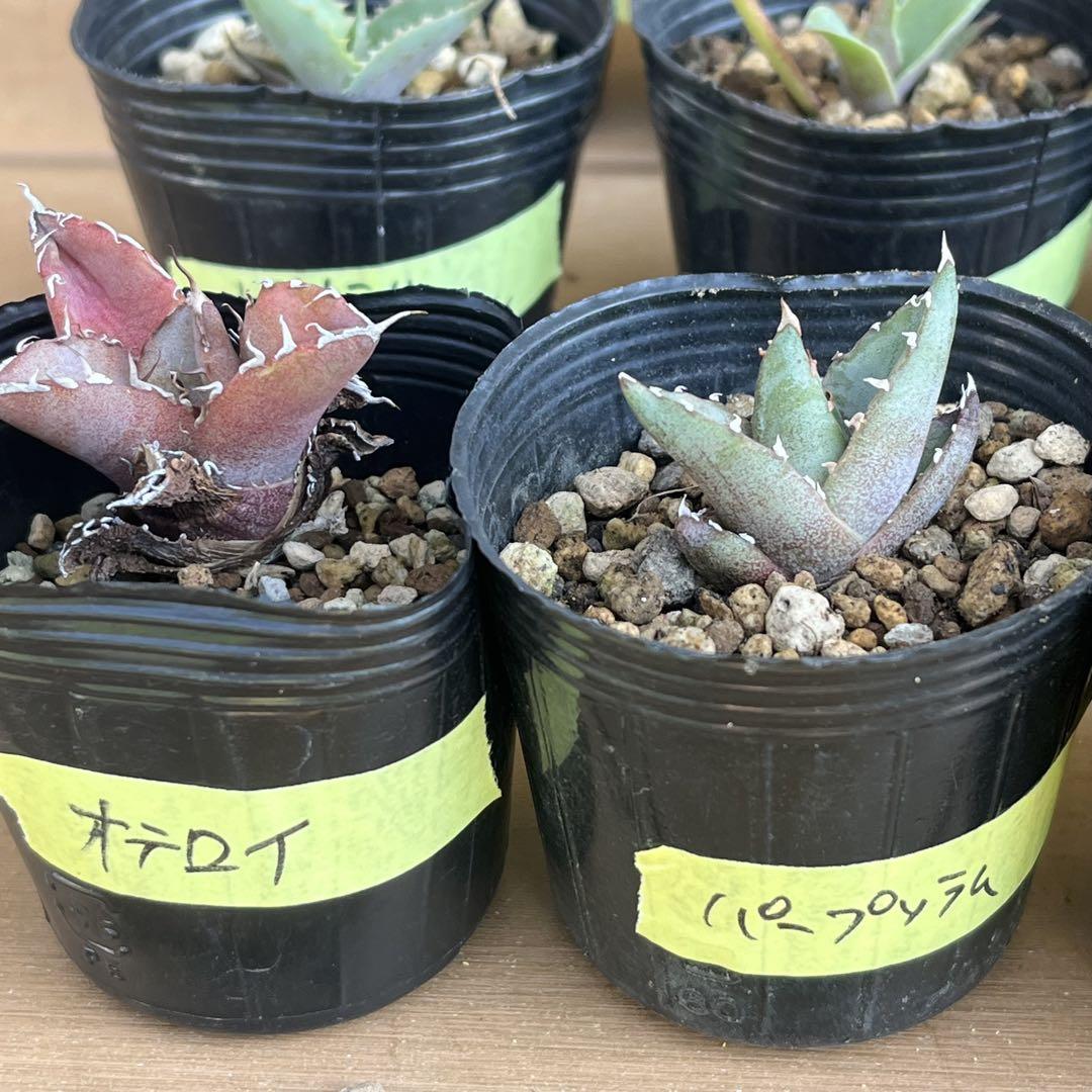 速達！　専用　アガベ　実生　32種セット　お買い得！　多肉　観葉植物　サボテン 速達！ 専用 アガベ 実生 32種セット お買い得！ 多肉 観葉植物