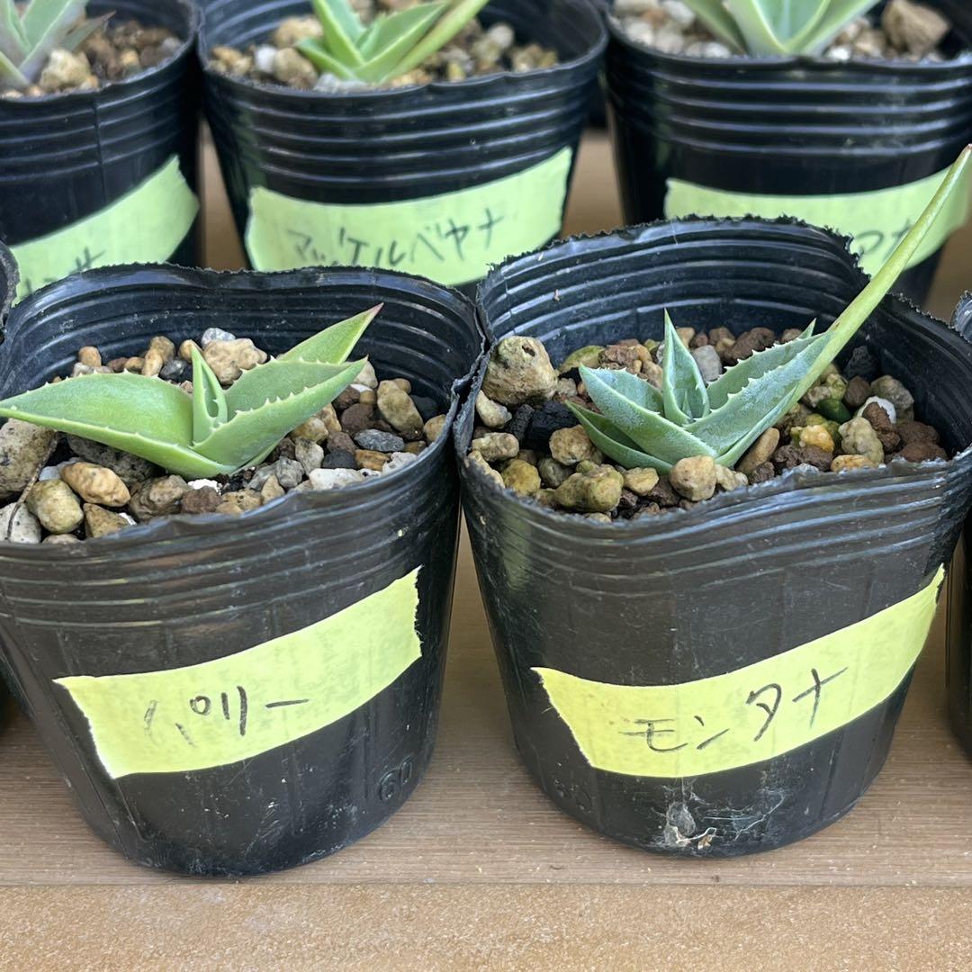 速達！　専用　アガベ　実生　32種セット　お買い得！　多肉　観葉植物　サボテン 速達！ 専用 アガベ 実生 32種セット お買い得！ 多肉 観葉植物