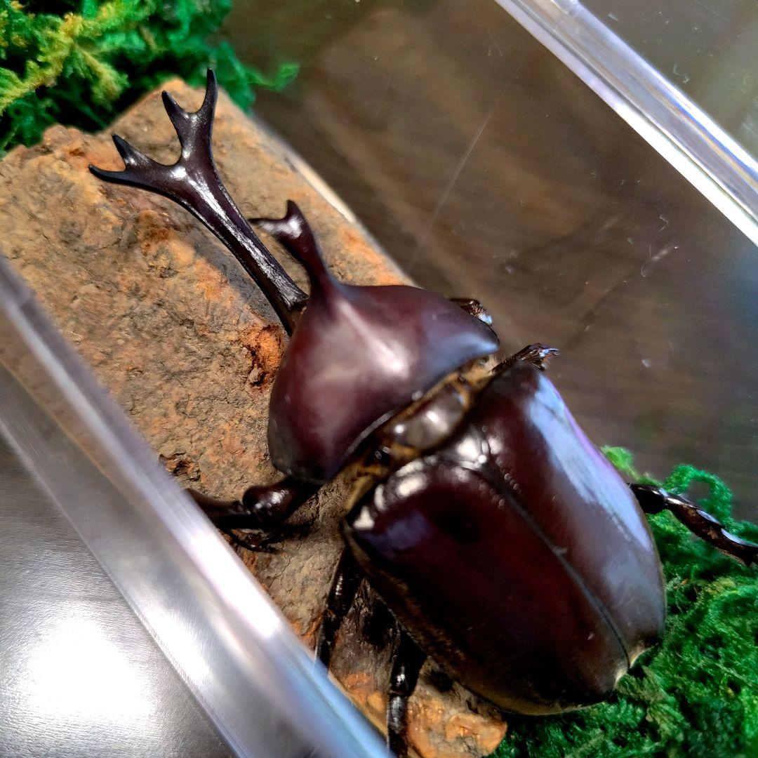 頭角幅20.6㎜　カブトムシ　標本 美しい宝物野生ワイルド昆虫標本超特大カブトムシ85mmぐらいスゴ