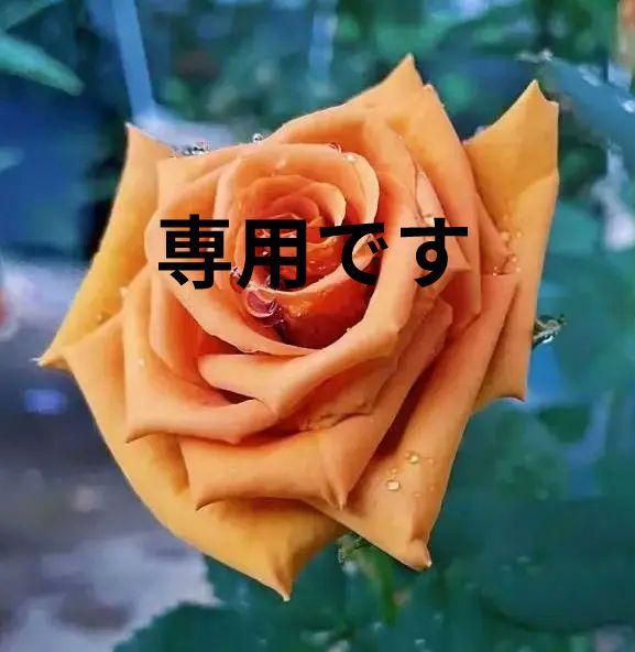 バラ苗 ブラウン 人気種 8号大苗 四季咲き