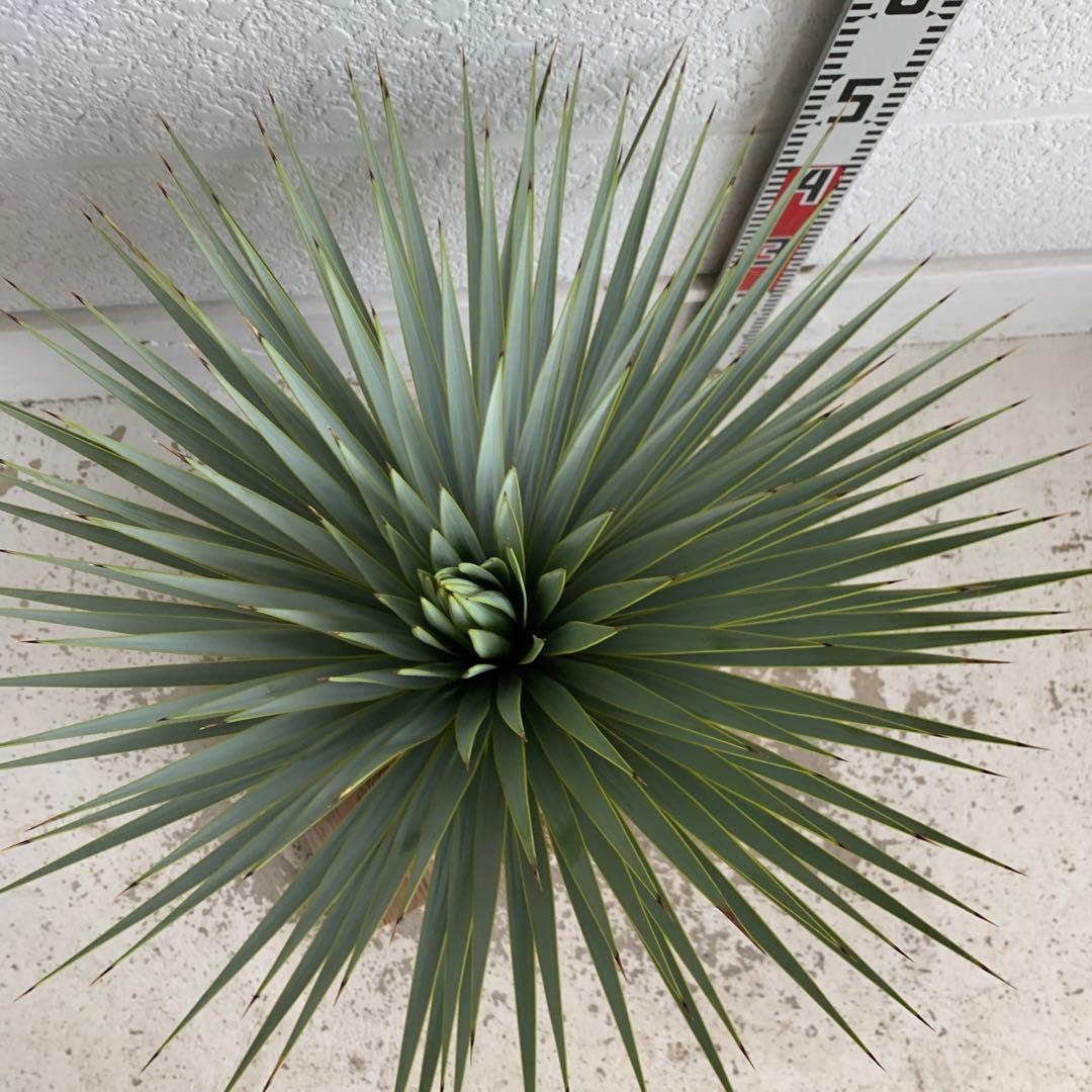 ドライガーデン ユッカ