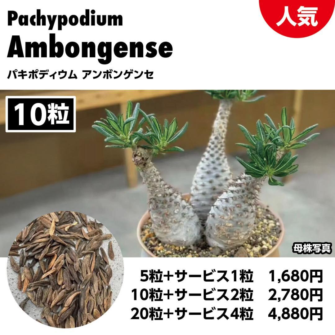 専用　パキポディウム アンボンゲンセ　種子　100粒 種子100粒パキポディウムアンボンゲンPachypodiumAmbongense