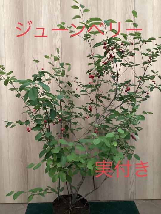 人気定番ジューンベリー 特大株 実付き 8号植 ベリー苗 果樹苗木 果実苗木 果樹苗 5 植物 観葉植物 インテリア小物 11 700 Starsu Az 人気定番ジューンベリー 特大株 実付き 8号植 ベリー苗 果樹苗木 果実苗木 果樹苗 5 植物 観葉植物 インテリア小物 11 700 Starsu Az
