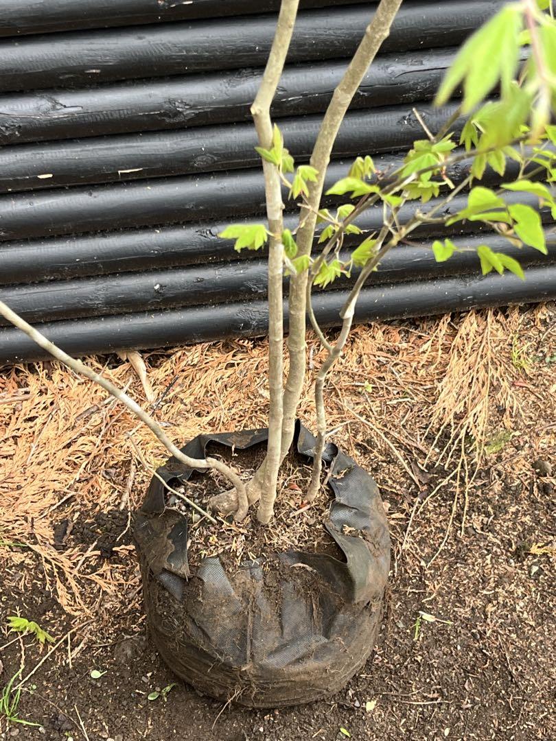 アオダモ コハウチワカエデ混合株
