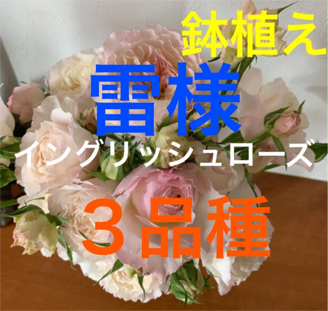 雷様　バラ鉢植え　３品種
