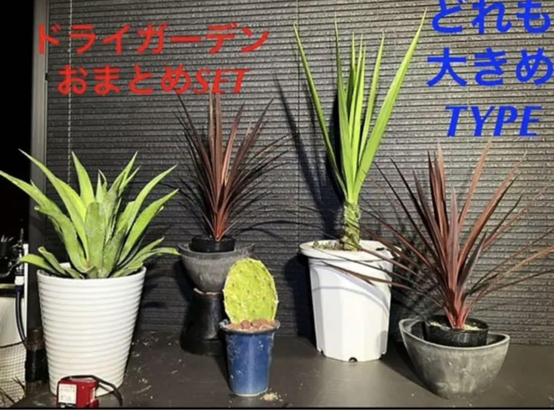 ✳️2023年version【ドライガーデンおまとめ特別SET❗️保証付き配送含む❗️