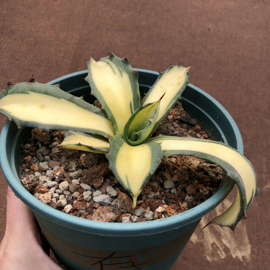 大得価在庫 多肉植物アガベ 黄中斑 極上株 9nCWM-m70448489586 フェロックス 錦トラ斑 爆買い大人気