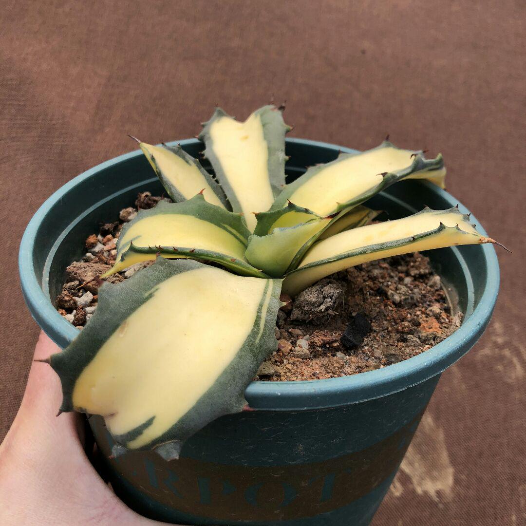 大得価在庫 多肉植物アガベ 黄中斑 極上株 9nCWM-m70448489586 フェロックス 錦トラ斑 爆買い大人気