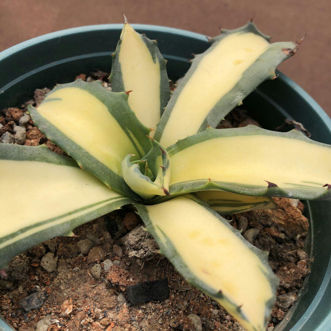 大得価在庫 多肉植物アガベ 黄中斑 極上株 9nCWM-m70448489586 フェロックス 錦トラ斑 爆買い大人気