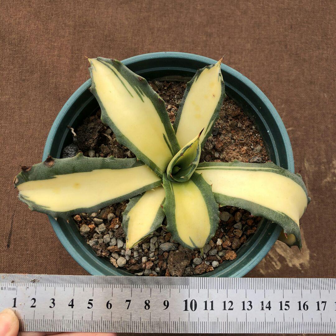大得価在庫 多肉植物アガベ 黄中斑 極上株 9nCWM-m70448489586 フェロックス 錦トラ斑 爆買い大人気