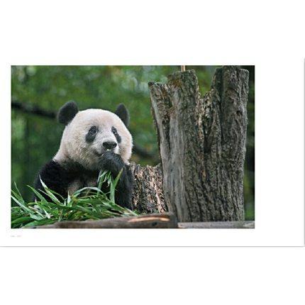 上野動物 パンダシャンシャン写真集（日本未発売）「被宠溺的表情　香香在东京」国宝