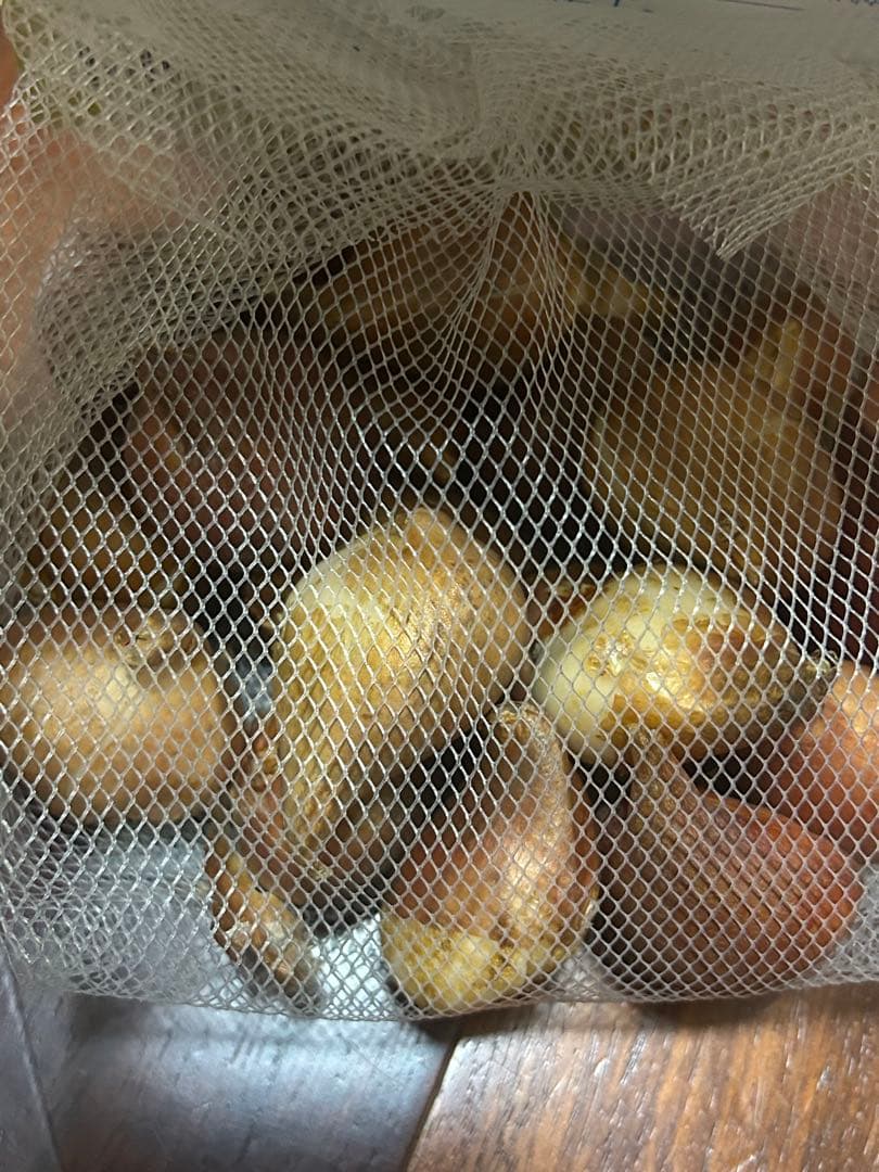 げ残り2時間 30日間連続開花チューリップ