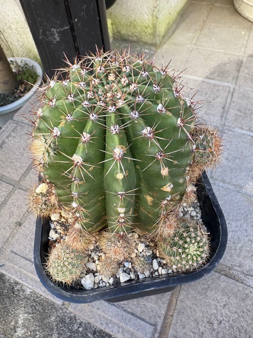 専用 親株 AKR様専用 親株☆アガベ 冰雹 子株2株付き 検 麻花龍