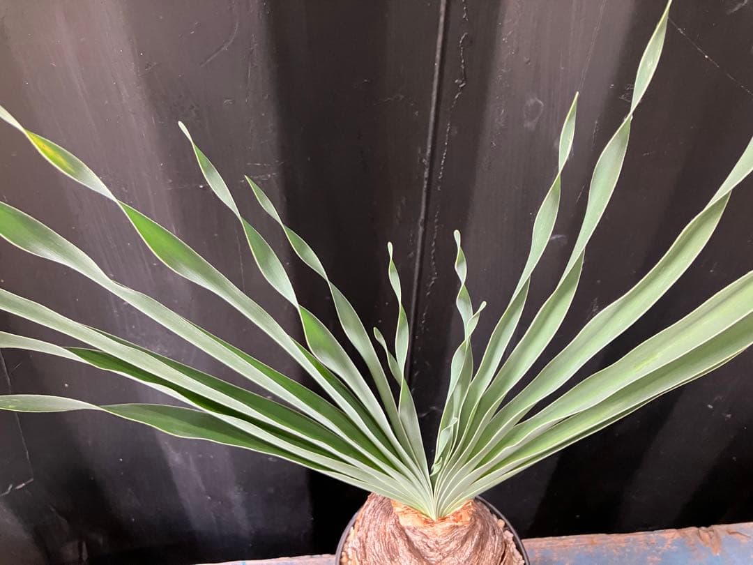 新品】 人気❗️ 希少 ブーファン ディスティカ ディスティチャ 塊根