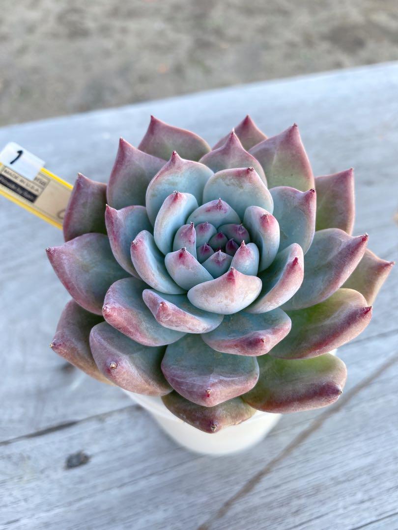 8 カリフォルニア輸入　コロラータNo.1  希少　多肉植物 9 カリフォルニア輸入 コロラータNo.1 希少 多肉植物 観葉植物