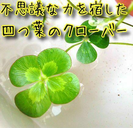 不思議な力を宿した四つ葉のクローバー