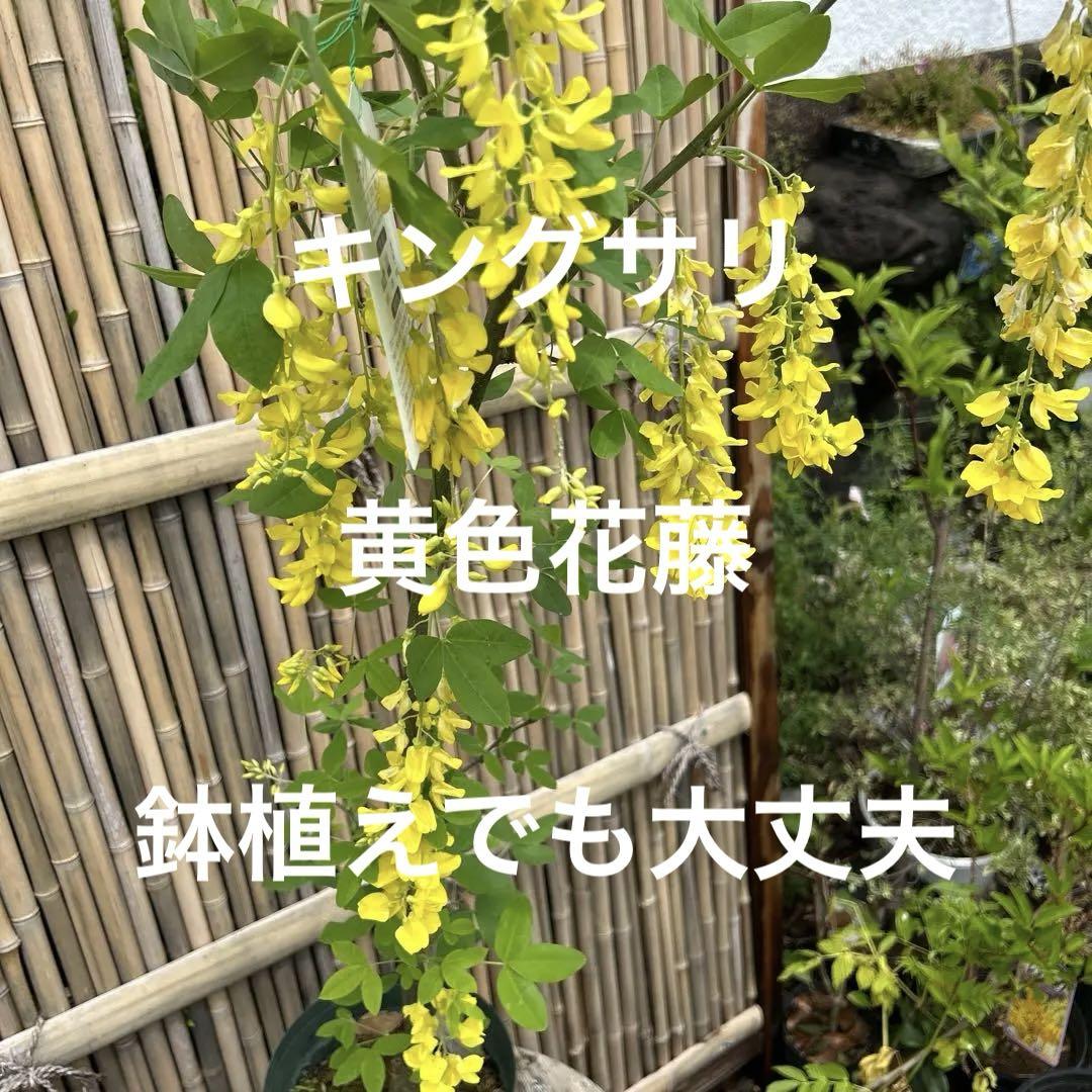 黄色い房状花の鉢花　黄花藤鉢花