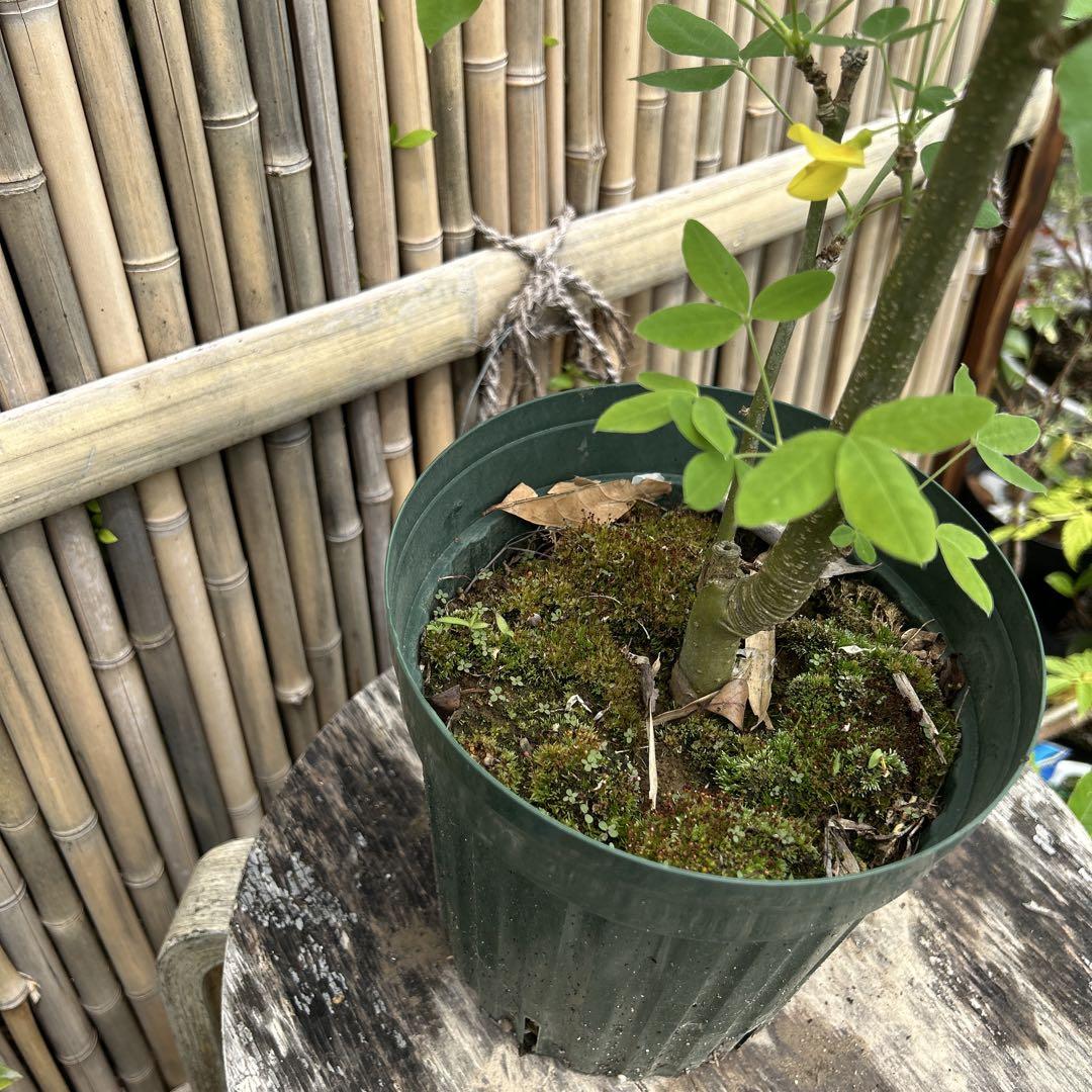 黄色い房状花の鉢花　黄花藤