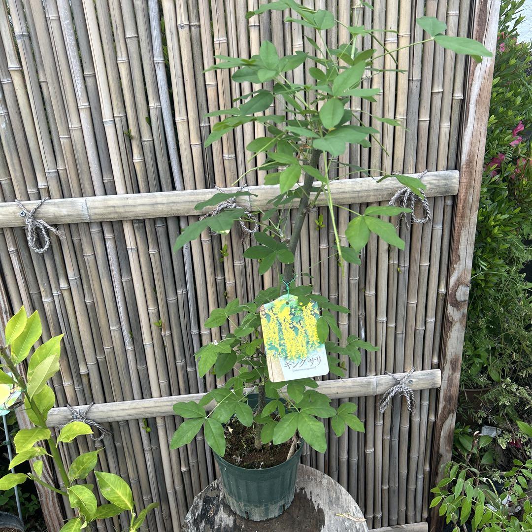 黄色い房状花の鉢花　黄花藤