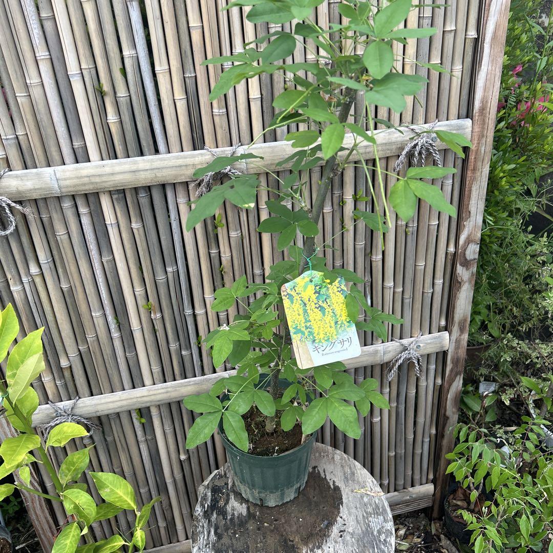 黄色い房状花の鉢花　黄花藤