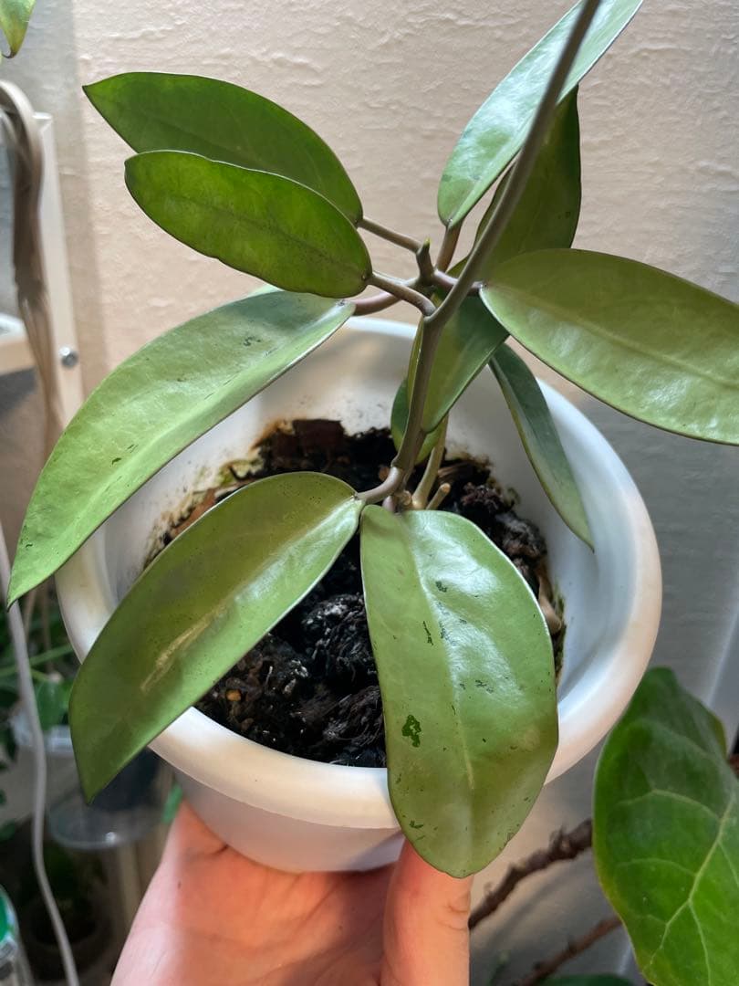 Hoya Silver Dollar ホヤ　シルバーダラー サクララン　大苗