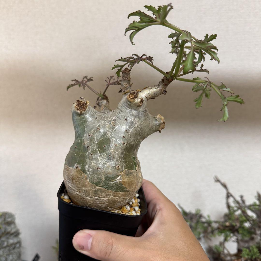 誠実 ベティフォルメ キフォステンマ ソマリア 現地球 良型 発根済み 塊根植物・コーデックス