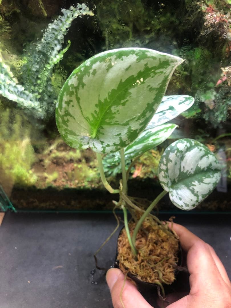 スキンダプサス サバ州新品、♥ YUZUMIYA_COM