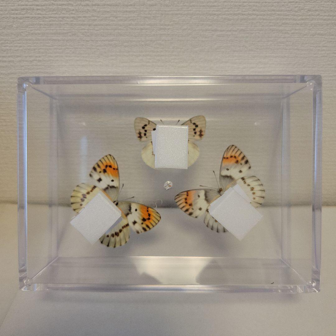 蝶の標本　アフリカの珍チョウcollection(特特)