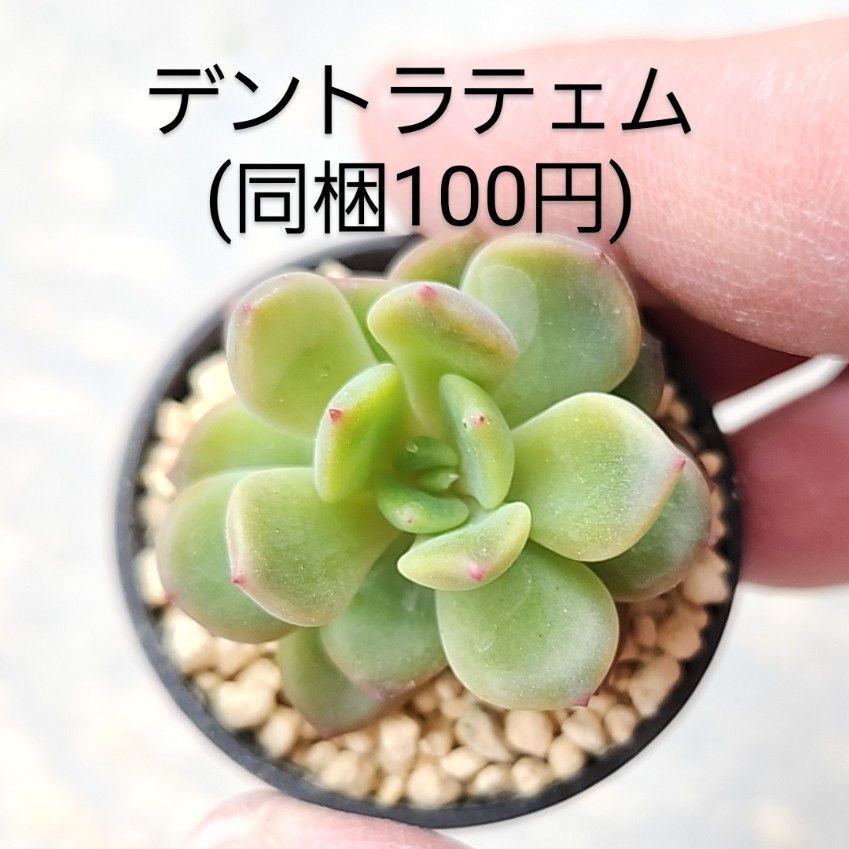 多肉植物 デントラテェム 同梱100円赤ちゃん根付き苗 - メルカリ